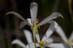 Shortleaf rose gentian